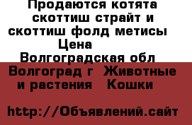 Продаются котята скоттиш страйт и скоттиш фолд метисы. › Цена ­ 500 - Волгоградская обл., Волгоград г. Животные и растения » Кошки   